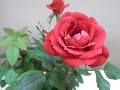 RIMG0019.JPG