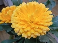 RIMG0021.JPG