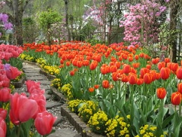 花2.jpg